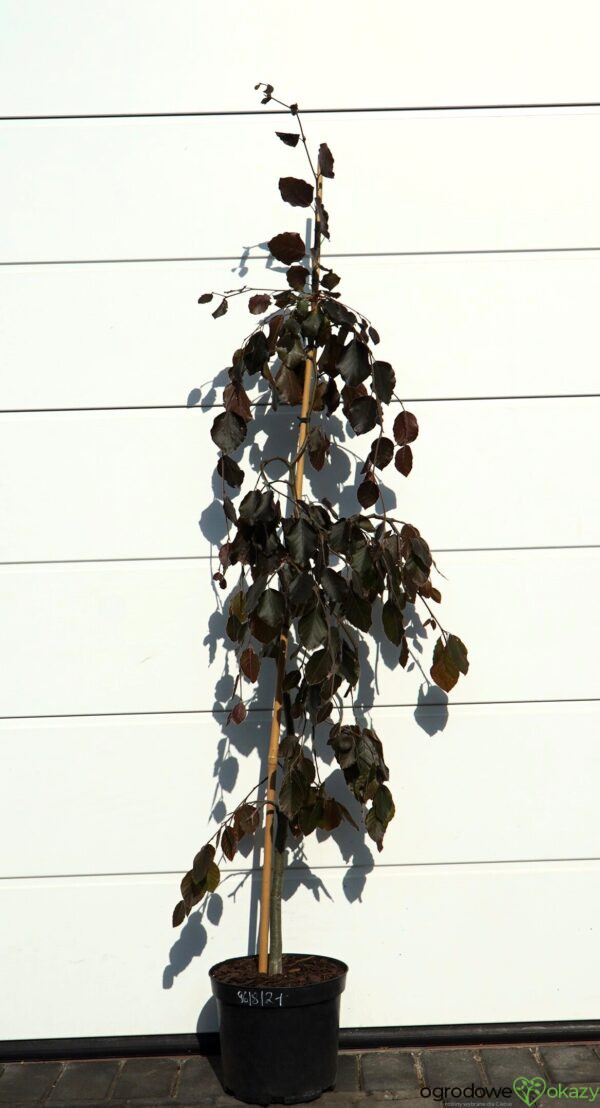BUK POSPOLITY PURPLE FOUNTAIN Fagus sylvatica 'Purple fountain'