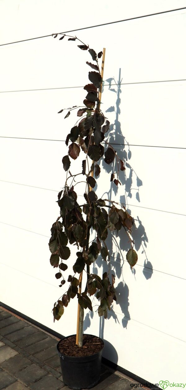 BUK POSPOLITY PURPLE FOUNTAIN Fagus sylvatica 'Purple fountain'