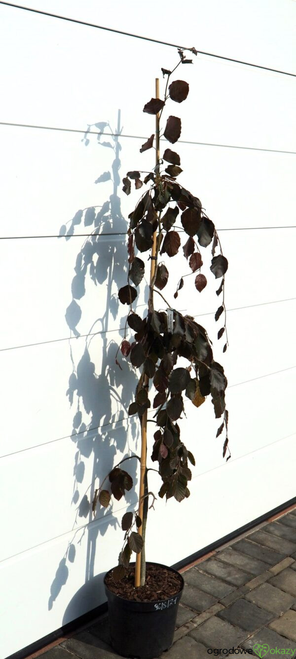 BUK POSPOLITY PURPLE FOUNTAIN Fagus sylvatica 'Purple fountain'