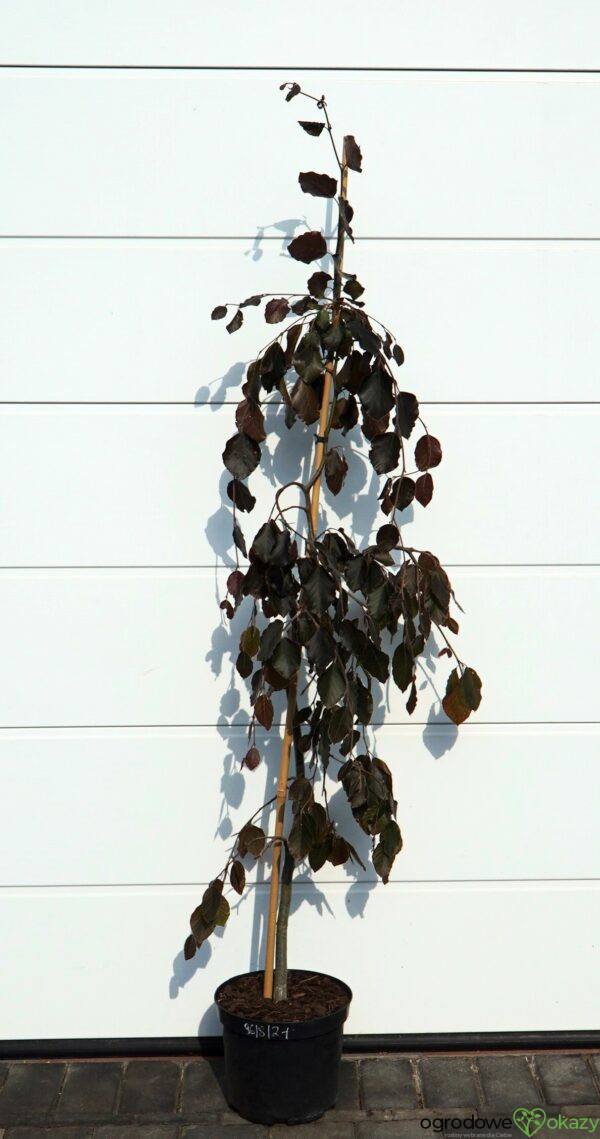 BUK POSPOLITY PURPLE FOUNTAIN Fagus sylvatica 'Purple fountain'