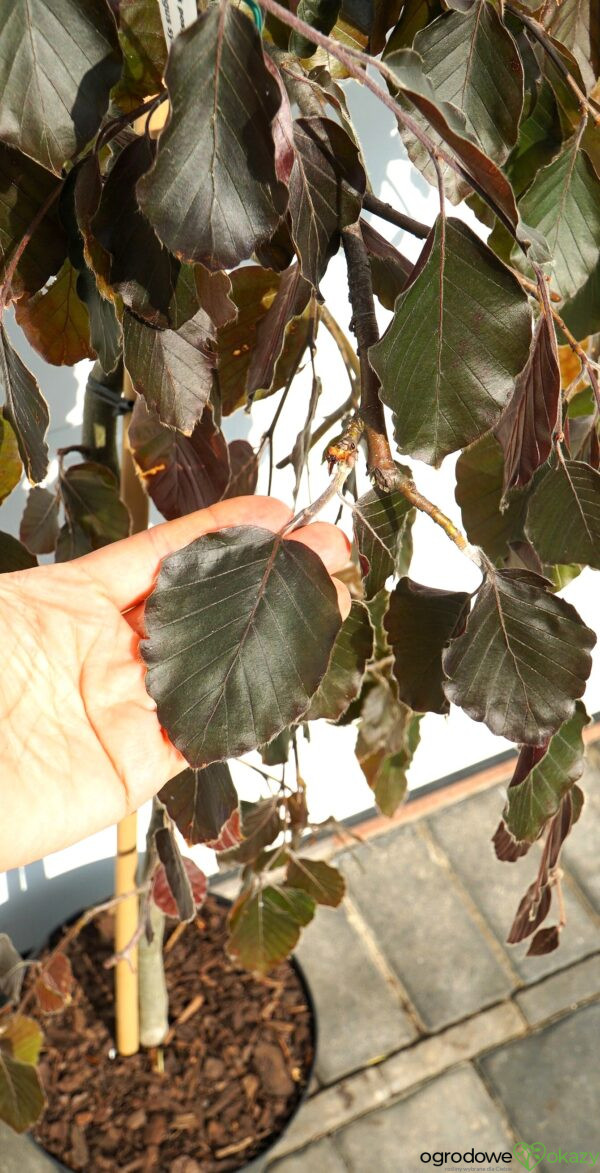 BUK POSPOLITY PURPLE FOUNTAIN Fagus sylvatica 'Purple fountain'