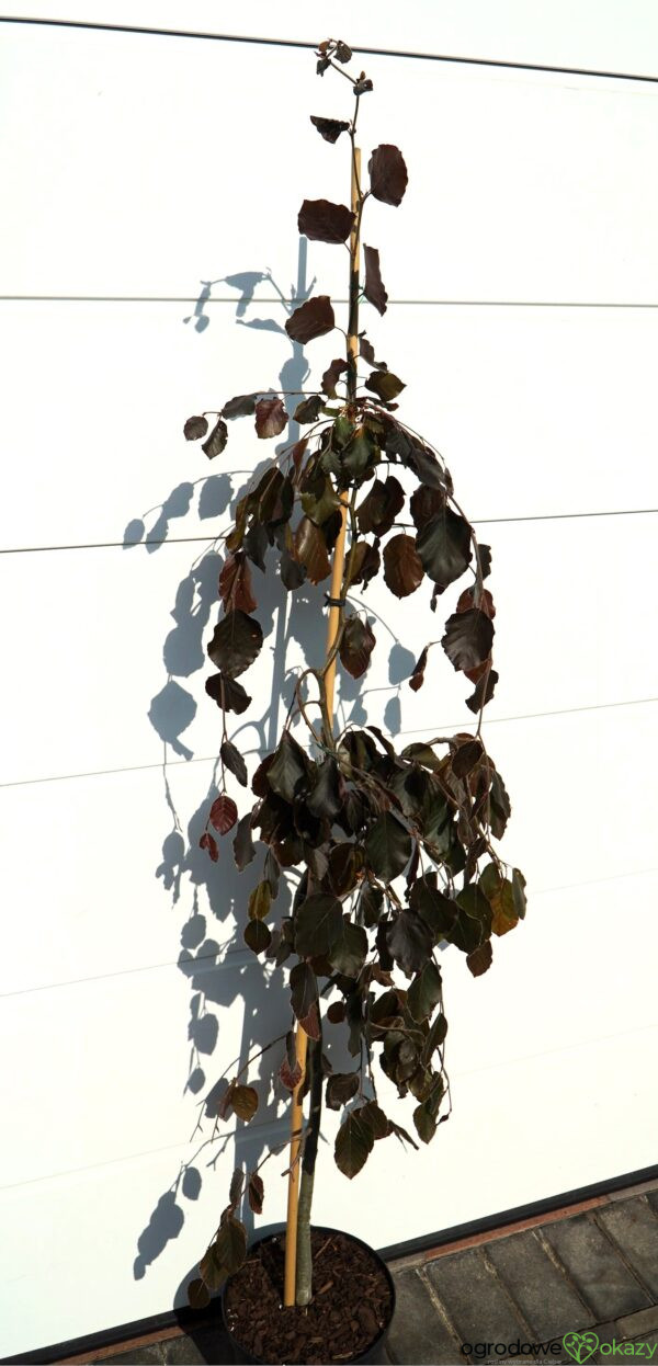 BUK POSPOLITY PURPLE FOUNTAIN Fagus sylvatica 'Purple fountain'