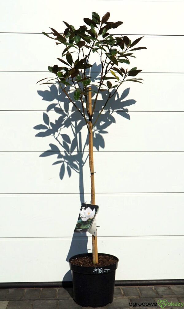 MAGNOLIA WIELKOKWIATOWA Magnolia grandiflora