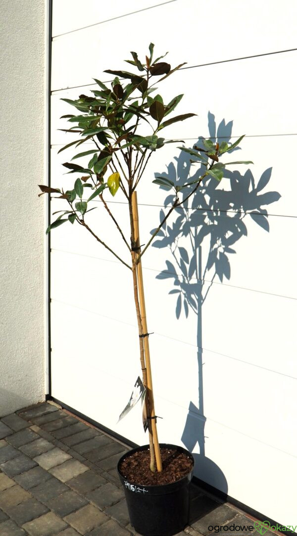 MAGNOLIA WIELKOKWIATOWA Magnolia grandiflora
