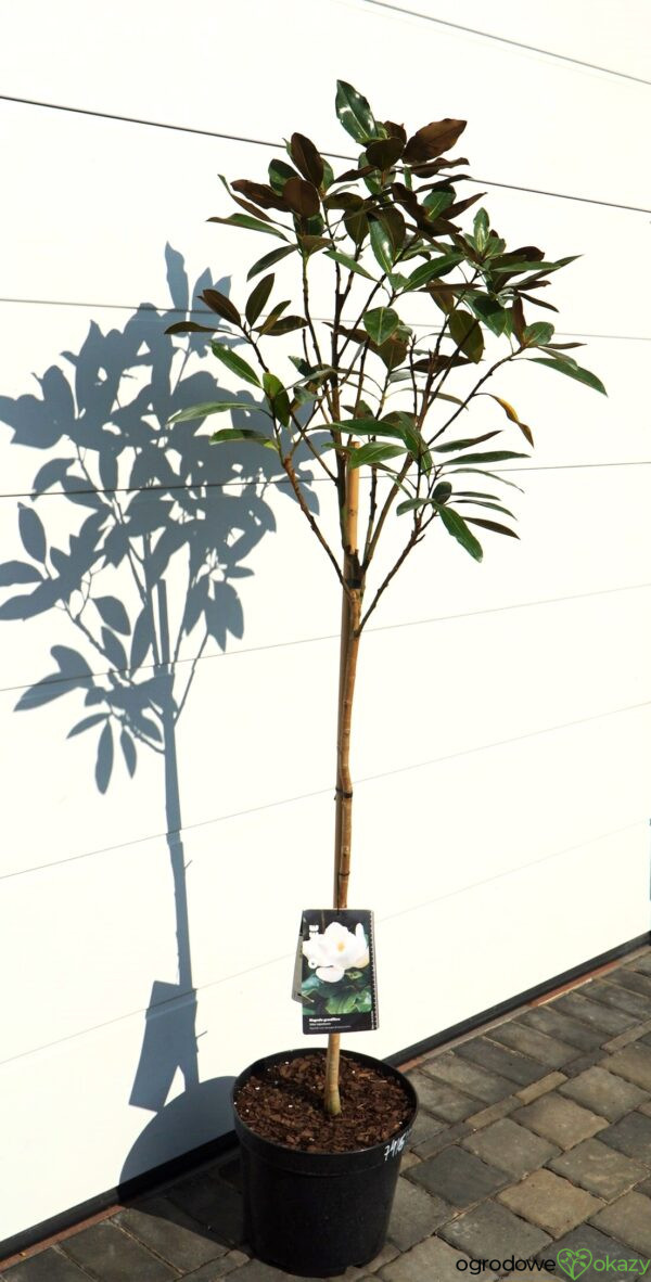 MAGNOLIA WIELKOKWIATOWA Magnolia grandiflora