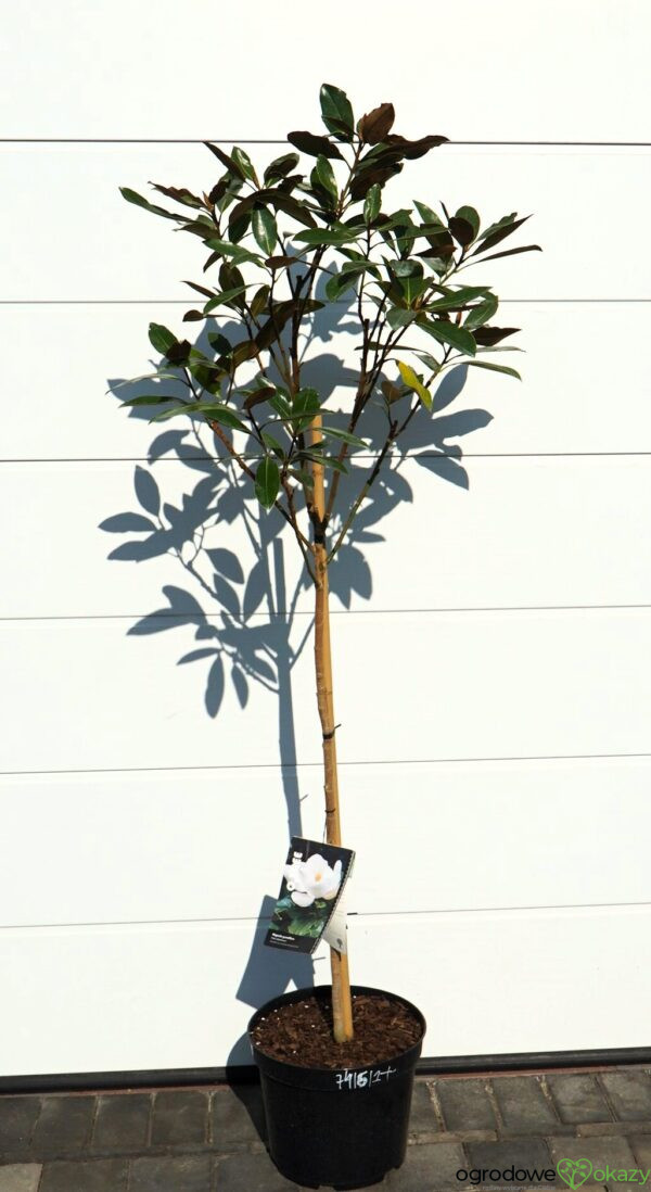 MAGNOLIA WIELKOKWIATOWA Magnolia grandiflora