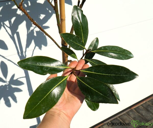MAGNOLIA WIELKOKWIATOWA Magnolia grandiflora