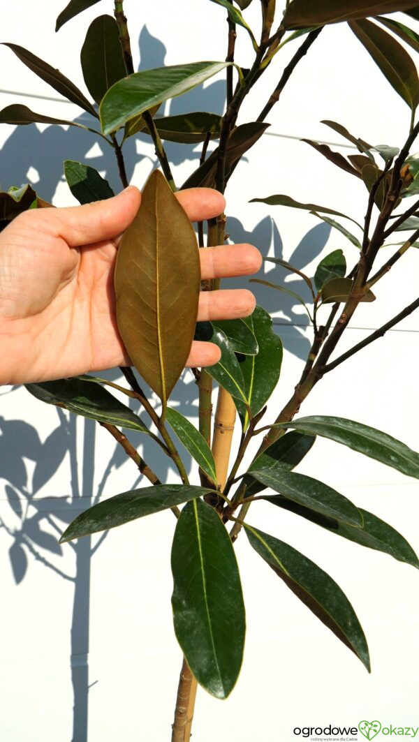 MAGNOLIA WIELKOKWIATOWA Magnolia grandiflora