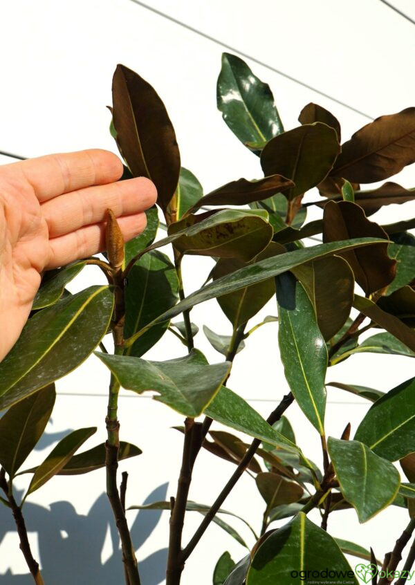 MAGNOLIA WIELKOKWIATOWA Magnolia grandiflora