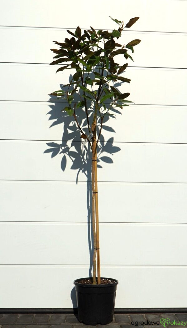MAGNOLIA WIELKOKWIATOWA Magnolia grandiflora