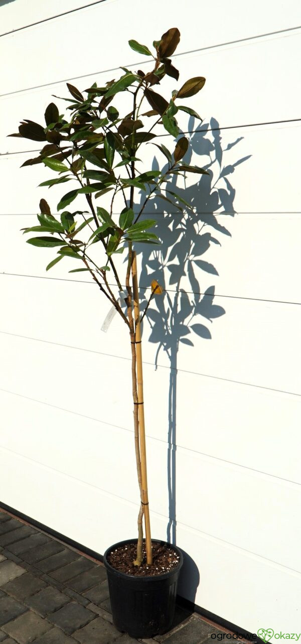 MAGNOLIA WIELKOKWIATOWA Magnolia grandiflora