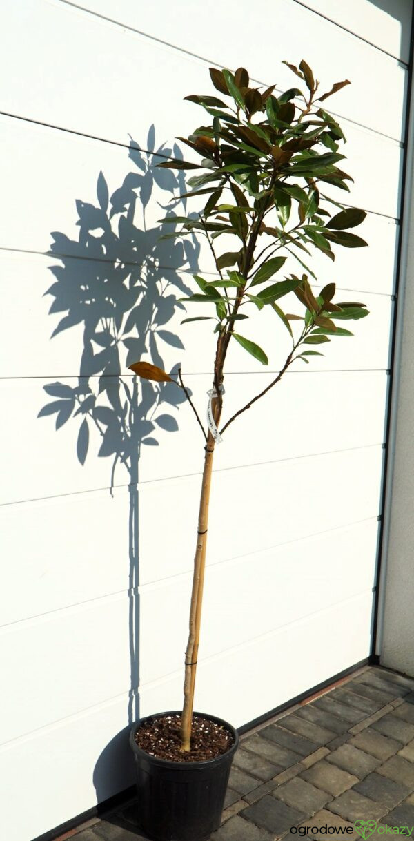MAGNOLIA WIELKOKWIATOWA Magnolia grandiflora