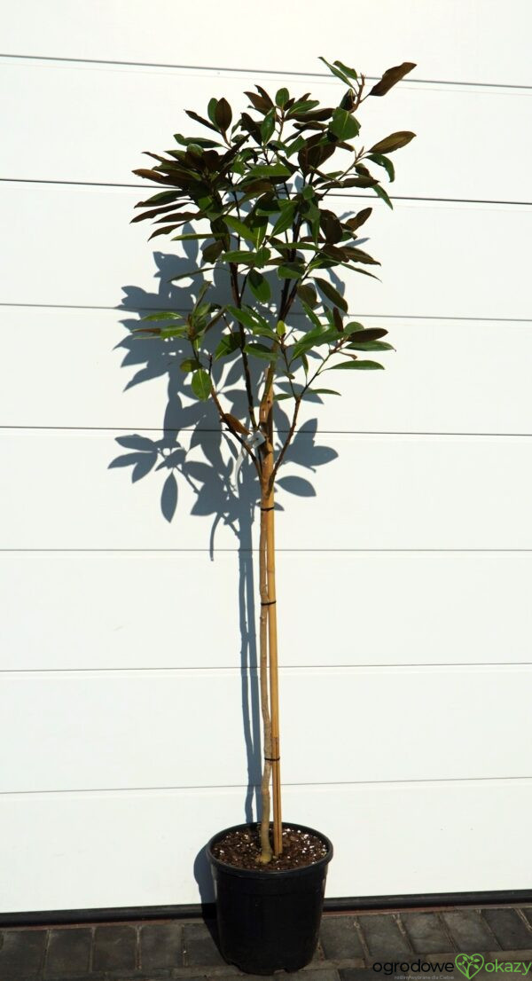 MAGNOLIA WIELKOKWIATOWA Magnolia grandiflora