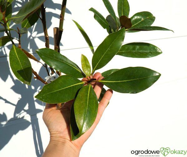MAGNOLIA WIELKOKWIATOWA Magnolia grandiflora