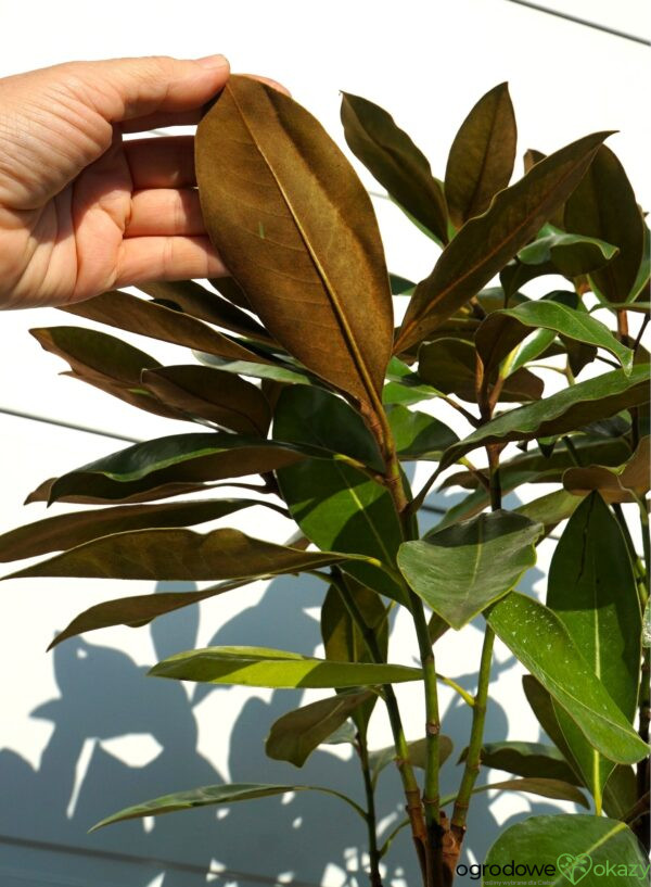 MAGNOLIA WIELKOKWIATOWA Magnolia grandiflora