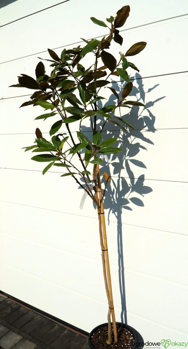 MAGNOLIA WIELKOKWIATOWA Magnolia grandiflora