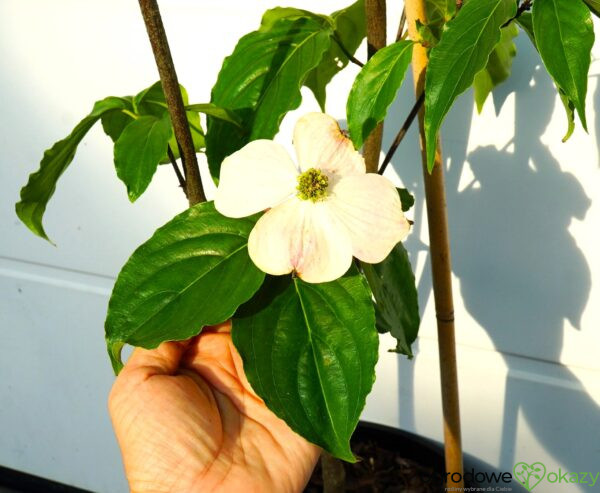 DEREŃ X HYPERION Cornus x ‘Hyperion’