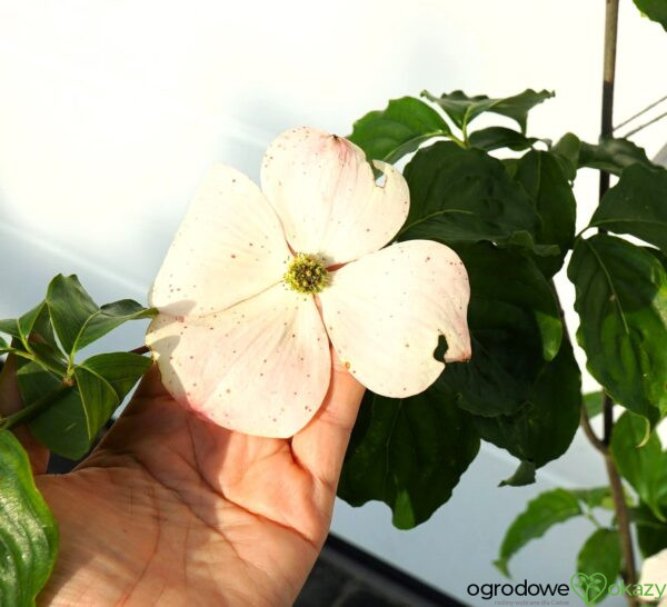 DEREŃ X HYPERION Cornus x ‘Hyperion’