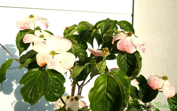 DEREŃ X HYPERION Cornus x ‘Hyperion’
