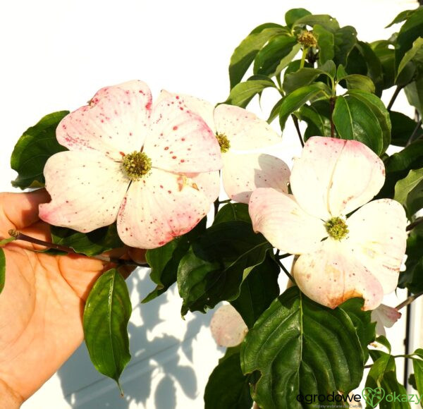 DEREŃ X HYPERION Cornus x ‘Hyperion’