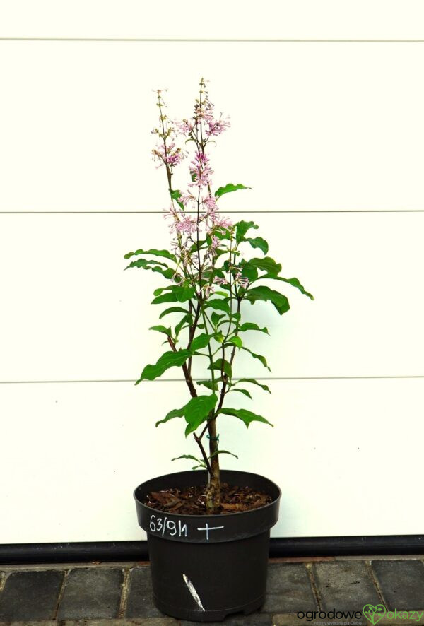 LILAK KOSMATY MINUET Syringa ×prestoniae 'Minuet'