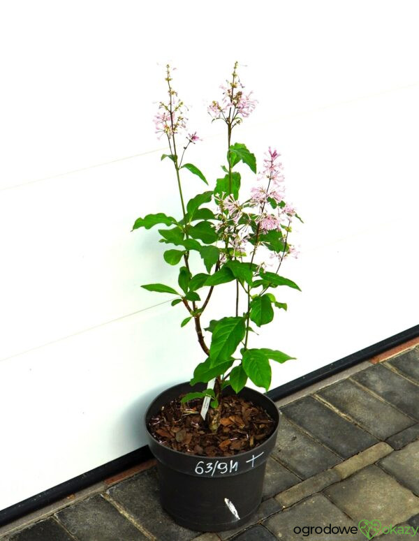 LILAK KOSMATY MINUET Syringa ×prestoniae 'Minuet'