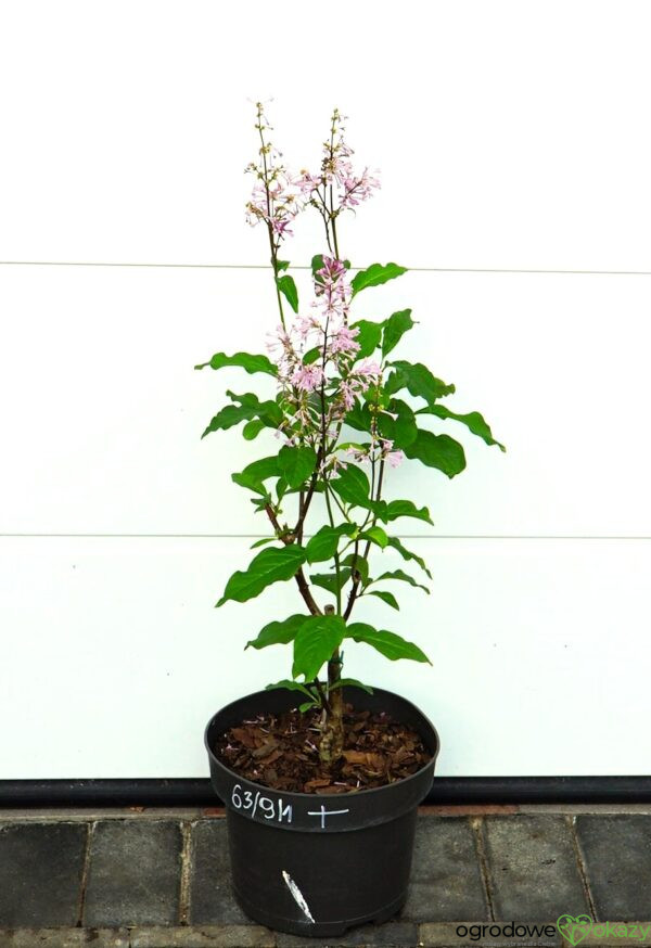 LILAK KOSMATY MINUET Syringa ×prestoniae 'Minuet'