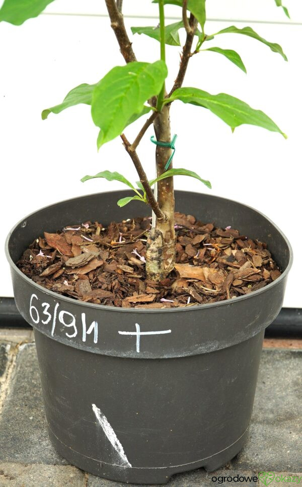 LILAK KOSMATY MINUET Syringa ×prestoniae 'Minuet'