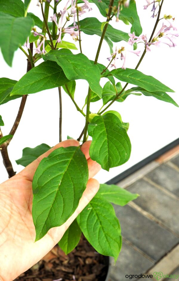 LILAK KOSMATY MINUET Syringa ×prestoniae 'Minuet'