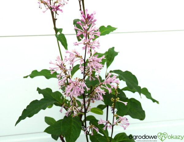 LILAK KOSMATY MINUET Syringa ×prestoniae 'Minuet'