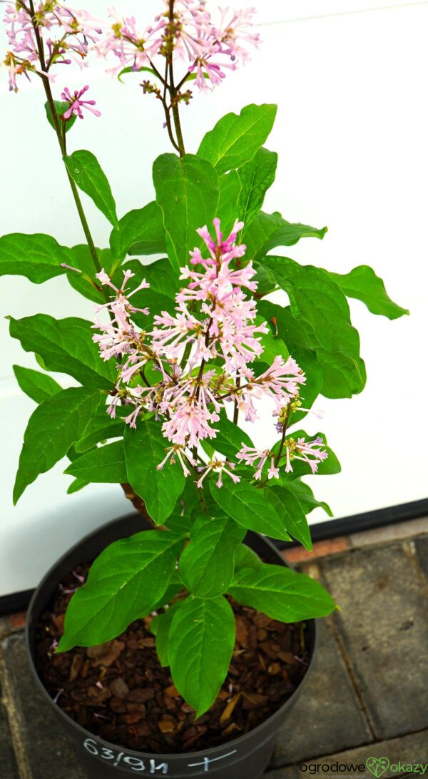 LILAK KOSMATY MINUET Syringa ×prestoniae 'Minuet'