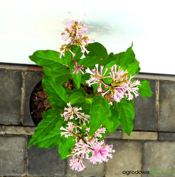 LILAK KOSMATY MINUET Syringa ×prestoniae 'Minuet'