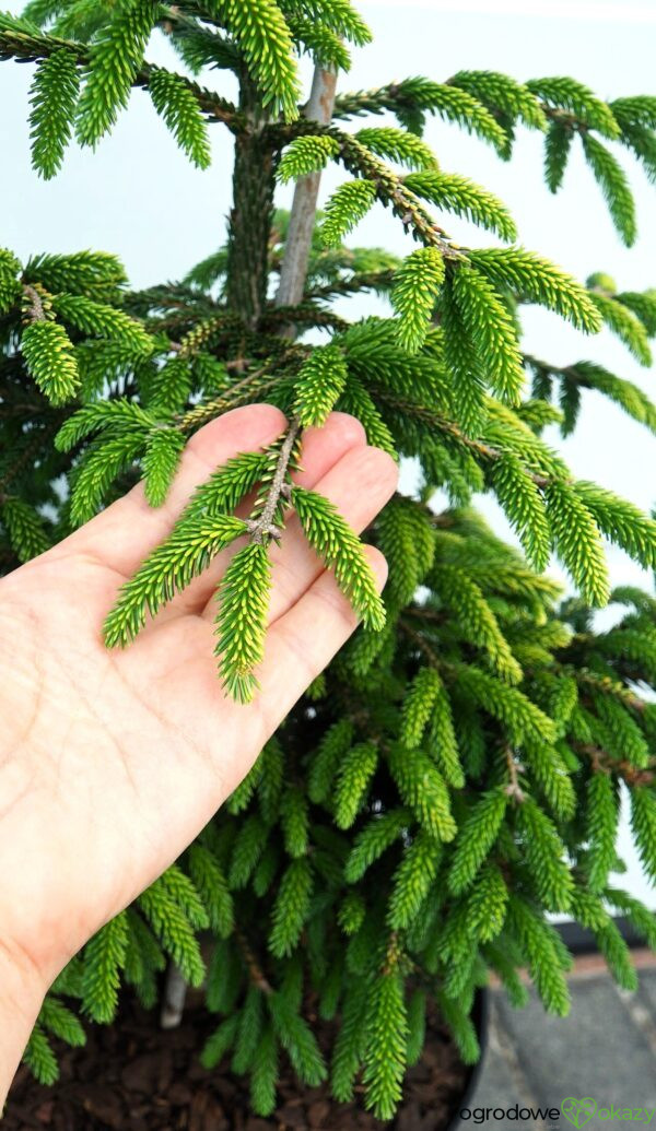 ŚWIERK KAUKASKI SPRING FROST Picea orientalis ‘Spring Frost’