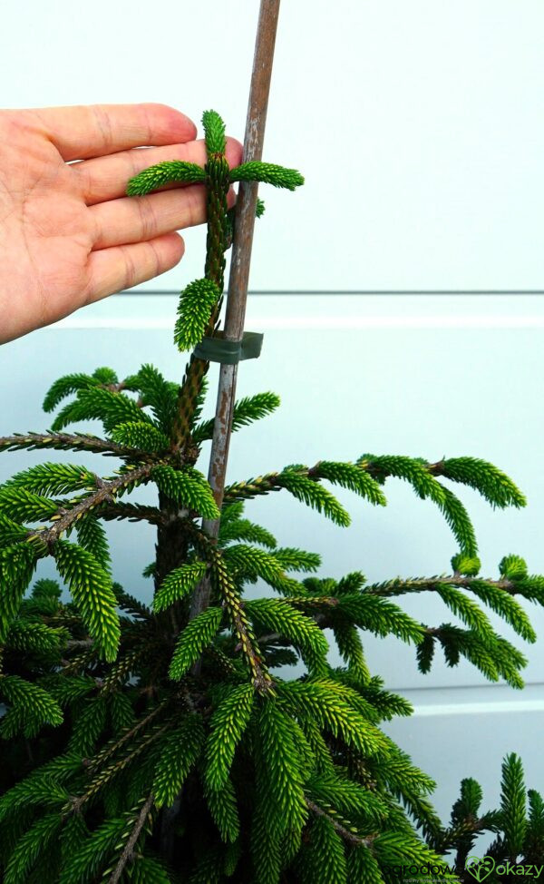 ŚWIERK KAUKASKI SPRING FROST Picea orientalis ‘Spring Frost’