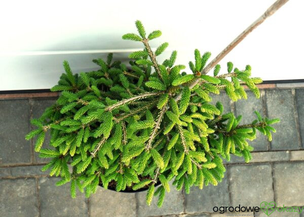 ŚWIERK KAUKASKI SPRING FROST Picea orientalis ‘Spring Frost’