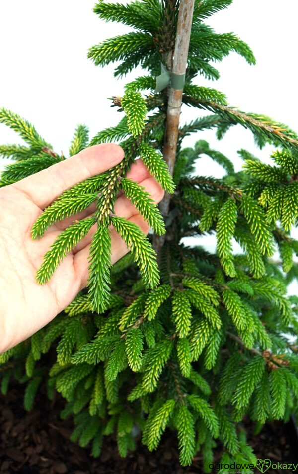 ŚWIERK KAUKASKI SPRING FROST Picea orientalis ‘Spring Frost’