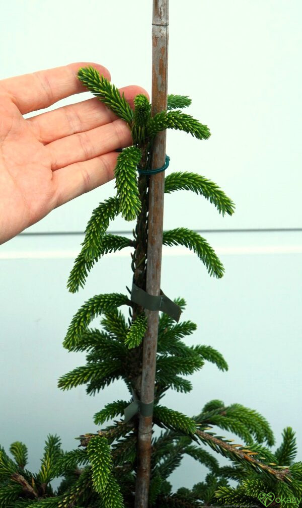 ŚWIERK KAUKASKI SPRING FROST Picea orientalis ‘Spring Frost’