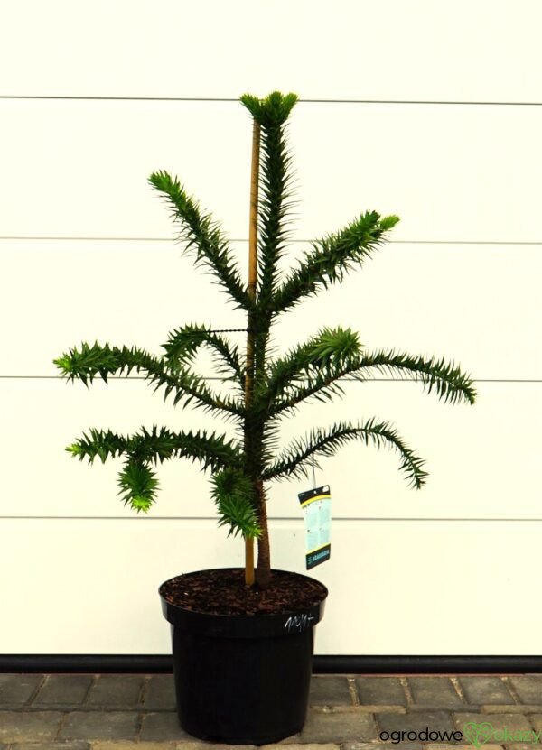 ARAUKARIA CHILIJSKA Araucaria araucana