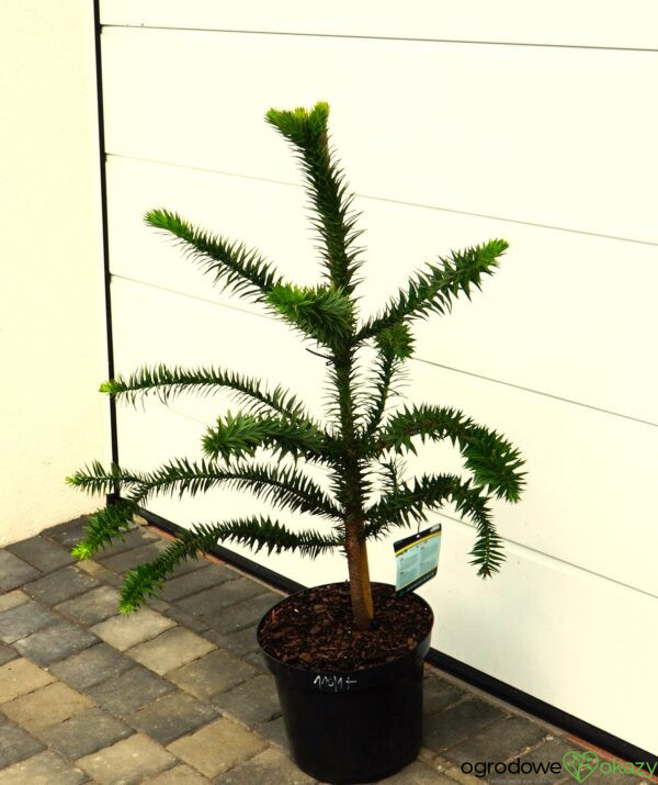 ARAUKARIA CHILIJSKA Araucaria araucana