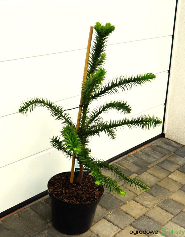 ARAUKARIA CHILIJSKA Araucaria araucana
