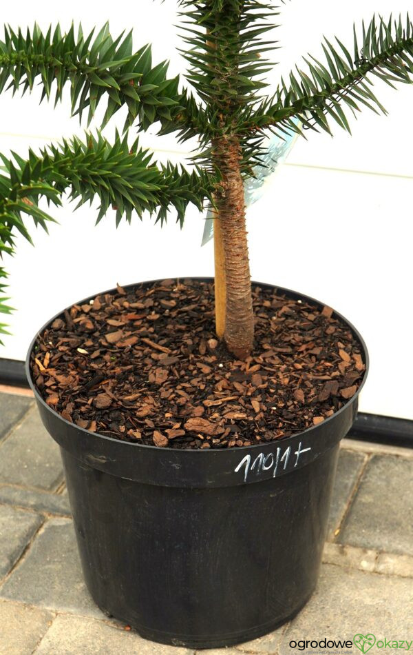 ARAUKARIA CHILIJSKA Araucaria araucana