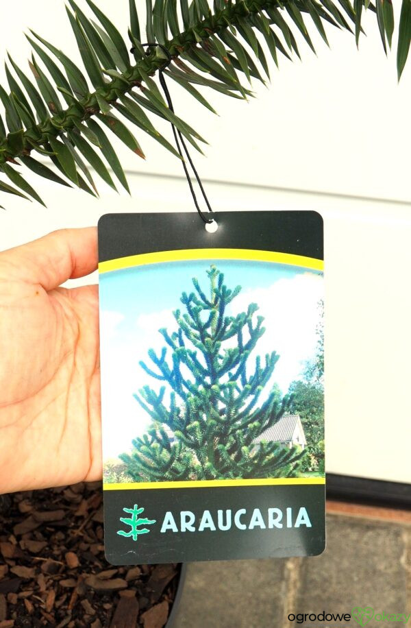 ARAUKARIA CHILIJSKA Araucaria araucana