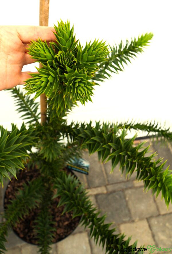 ARAUKARIA CHILIJSKA Araucaria araucana