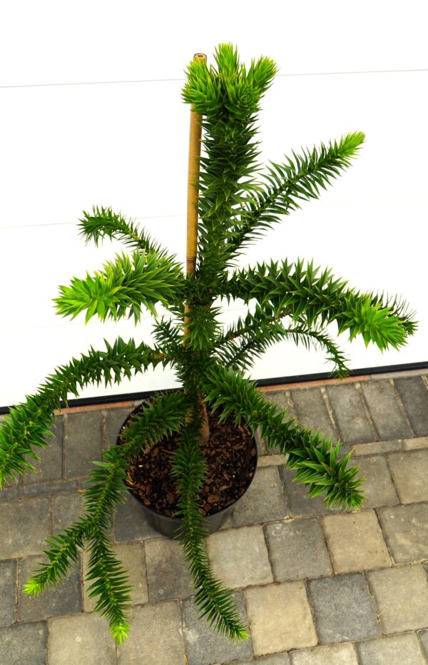 ARAUKARIA CHILIJSKA Araucaria araucana