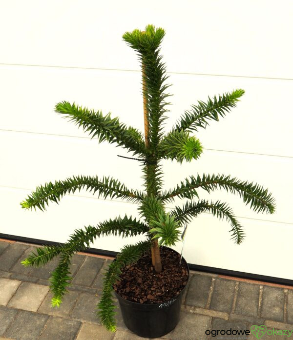 ARAUKARIA CHILIJSKA Araucaria araucana