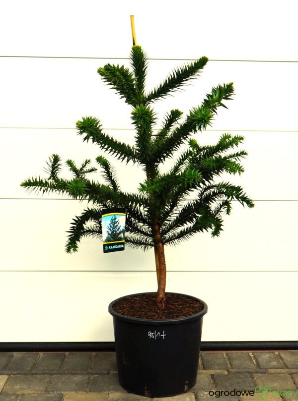 ARAUKARIA CHILIJSKA Araucaria araucana
