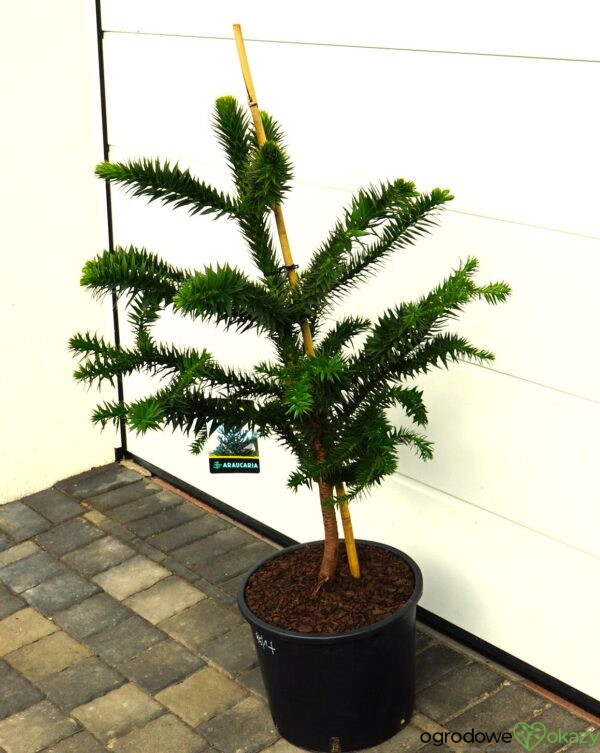 ARAUKARIA CHILIJSKA Araucaria araucana