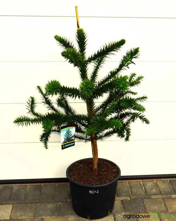 ARAUKARIA CHILIJSKA Araucaria araucana