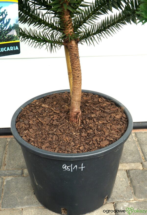 ARAUKARIA CHILIJSKA Araucaria araucana