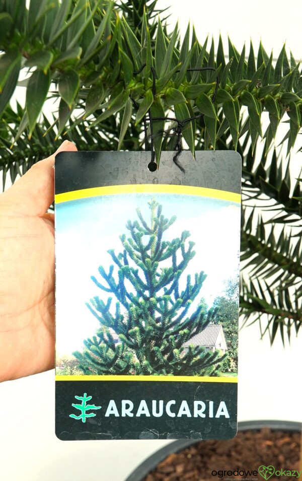 ARAUKARIA CHILIJSKA Araucaria araucana